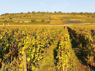 Bienvenues-Bâtard-Montrachet Bienvenues-Bâtard-Montrachet
