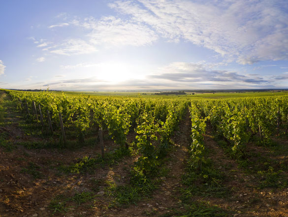 Ruchottes-Chambertin Ruchottes-Chambertin